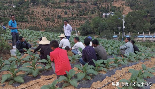 菌肥：一年用几次？什么时间用？每次用多少量？怎样使用效果好？