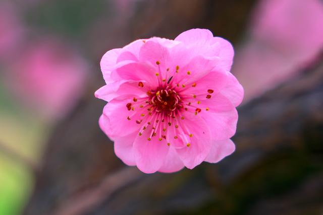 想要拍好花朵 这些细节你是需要知道 花卉拍摄技巧