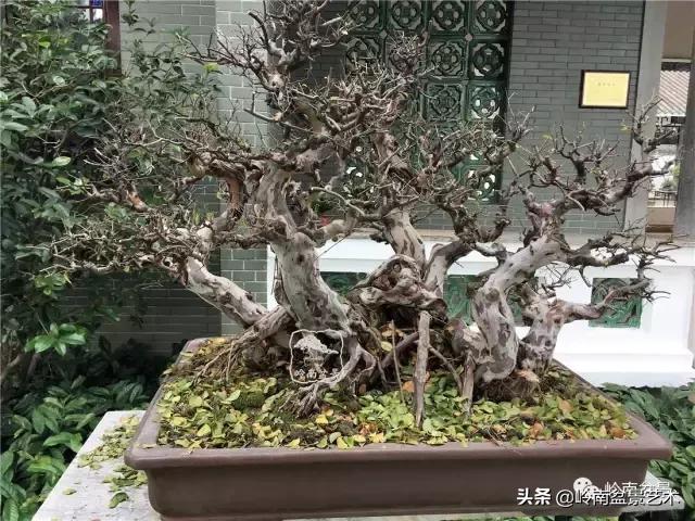 值得珍藏的经典雀梅盆景