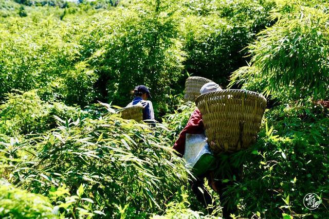 昭通威信：方竹产业绿了山头富了民