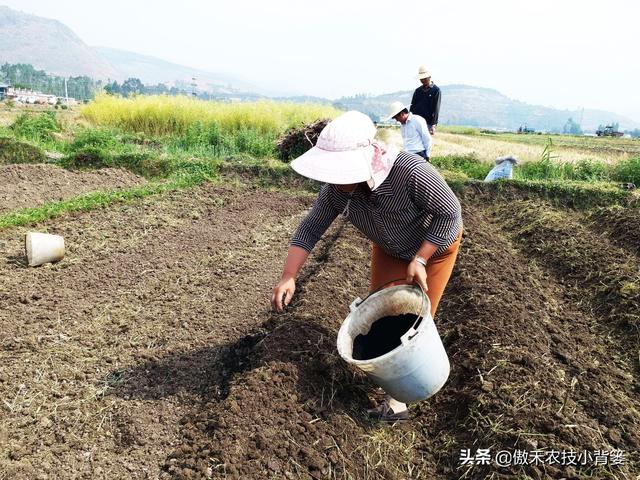 菌肥：一年用几次？什么时间用？每次用多少量？怎样使用效果好？