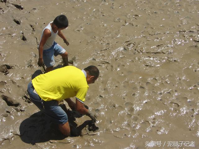 渤海湾的这种鱼，不但能在水里游，还能在岸上跑