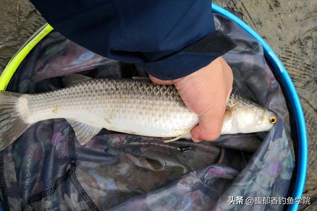 怎样钓鲻鱼？用哪种鱼饵？鲻鱼的习性、钓法和用饵技巧