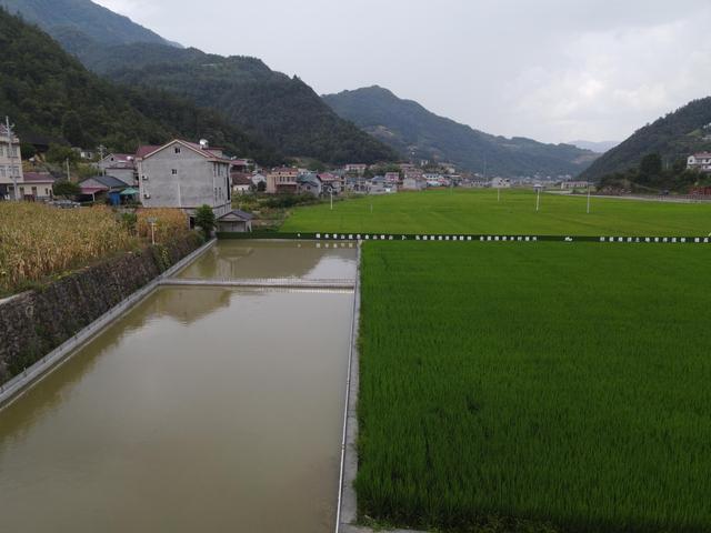 鱼儿为稻田除草、增肥 倒逼稻田必须保持有机种植 长阳尝鲜“稻鱼共作”循环生态模式