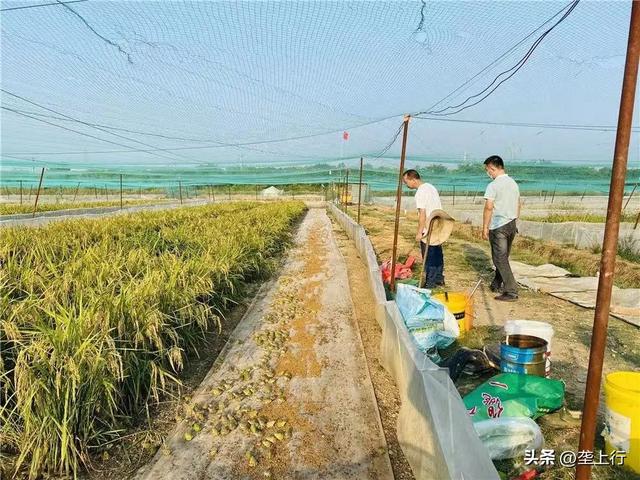 孝昌县中心村：“稻蛙共作”呱呱叫 生态种养有“钱”景