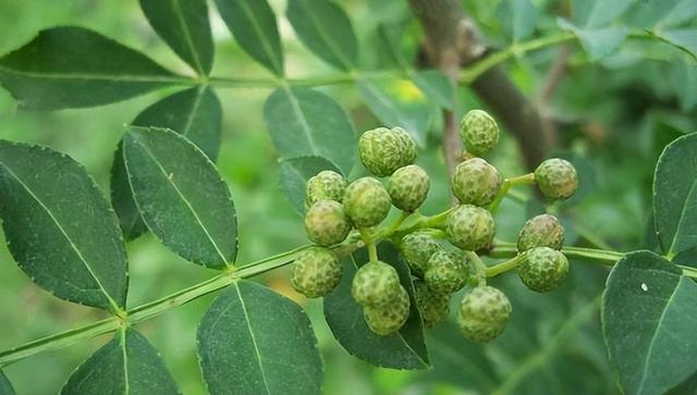 简单介绍花椒种植前景，种植方法，以及病虫害防治技术