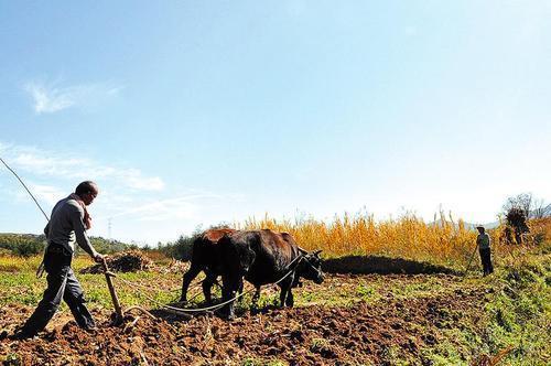 山药怎么种、管理？新手掌握“6步走”，秋季山药结满地、收一堆