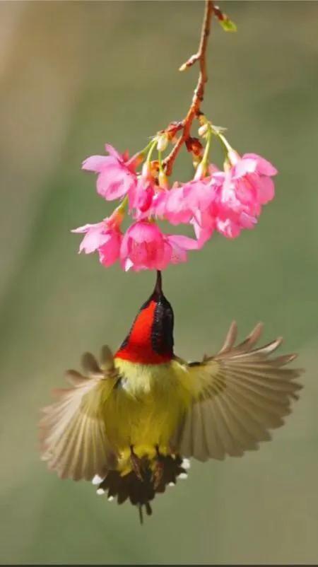 福建山樱花（钟花樱桃）