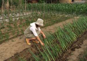 大葱种植与管理(如何正确栽葱？5个步骤做到位，确保葱苗成活率)