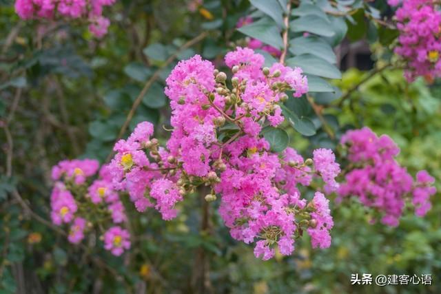 50种不同花卉的简要介绍