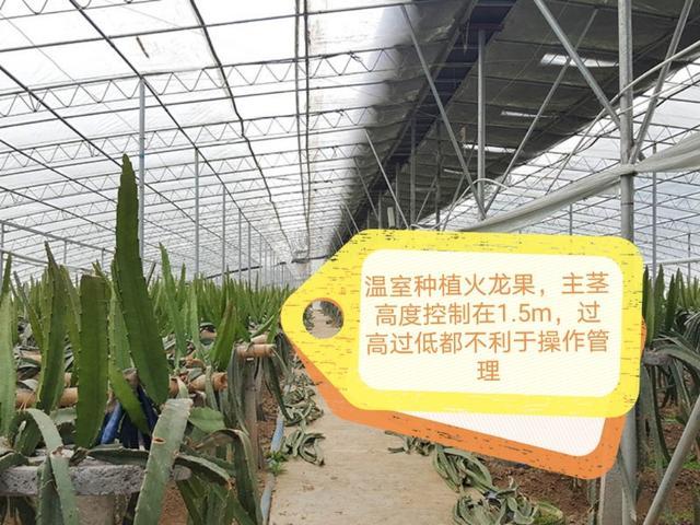 火龙果是南方水果，为什么要在北方温室种植？管理时有四点很重要