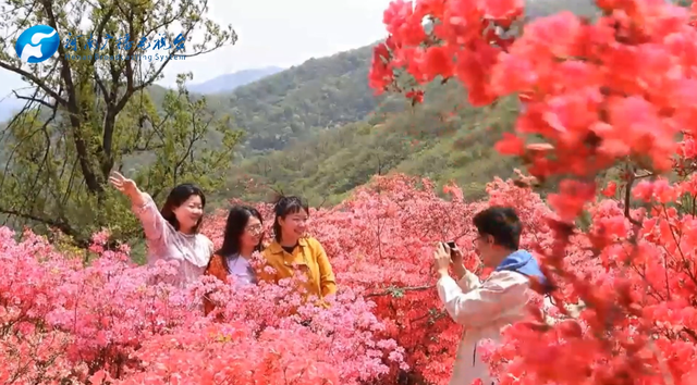 河南桐柏：万亩映山红扮靓淮河源头