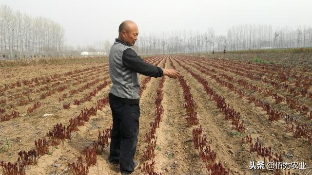 中药材芍药种植技术，春季管理是核心，掌握4个窍门，小白变专家