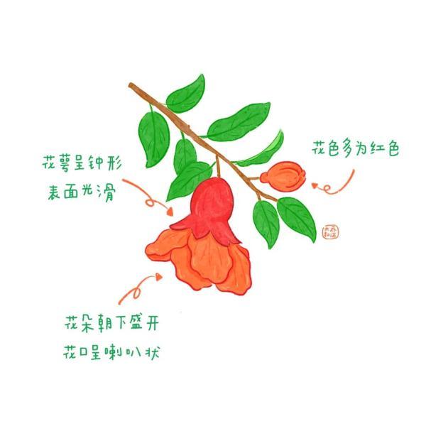 不认识花草？这份花草图鉴收好