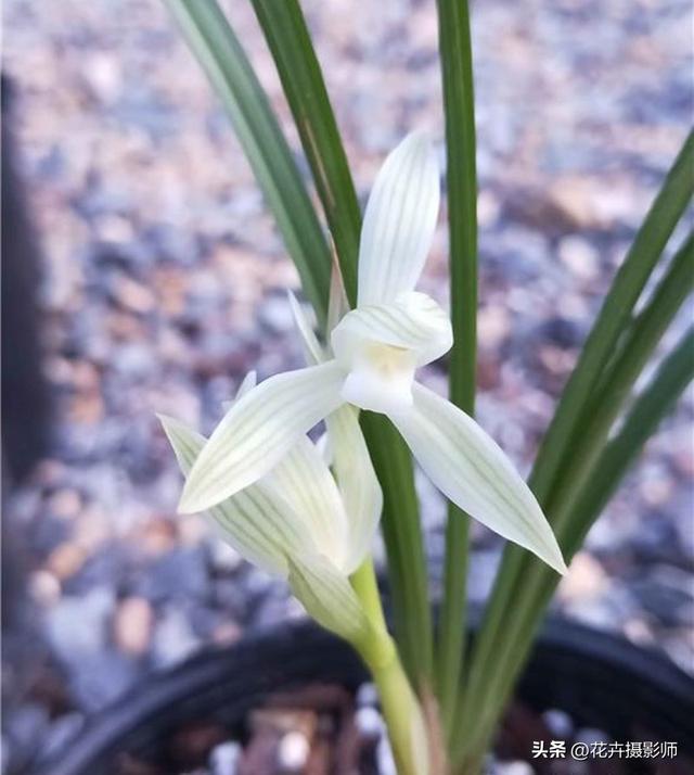 兰花界的“扛把子”，花大味香，堪称完美，宛如天使下凡，值得养