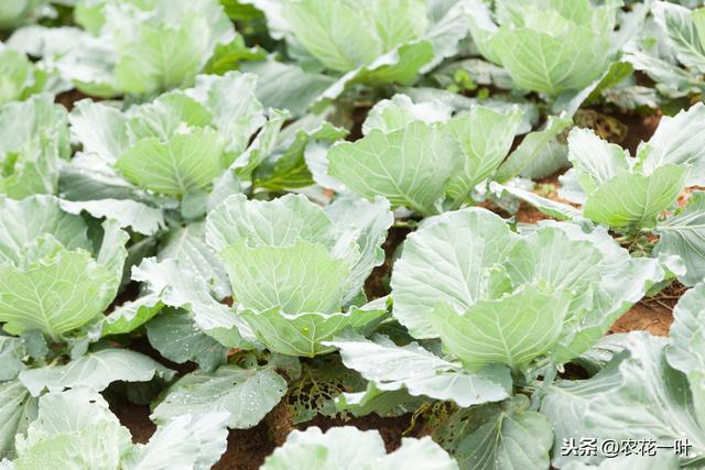 甘蓝栽培技术，及栽培定植后田间管理方面分析，一起来看看吧