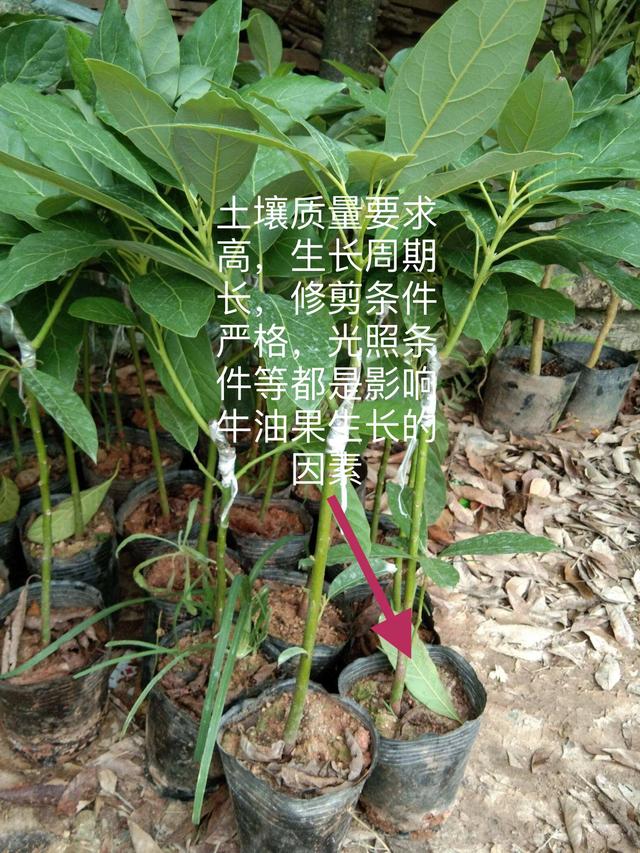 牛油果育苗难度大？主要由4种原因造成，需要掌握这5个育苗步骤