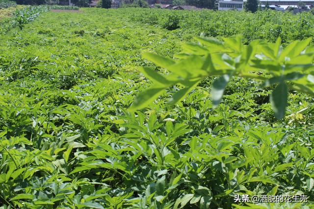 白芷种植技术与栽培管理