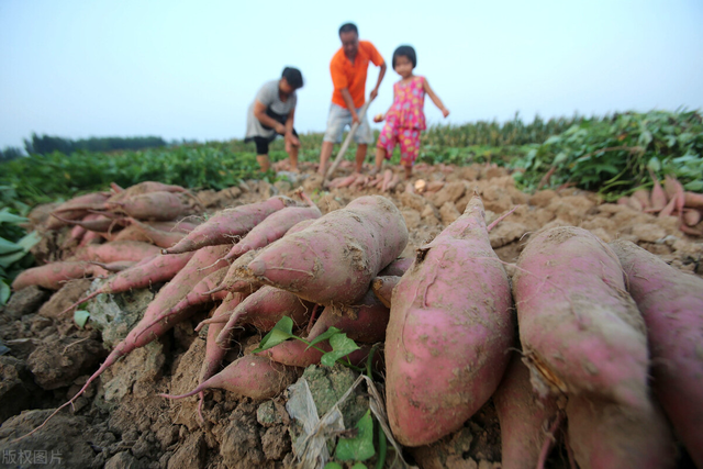 沙质土适合种什么？农民说出最适合的3种植物