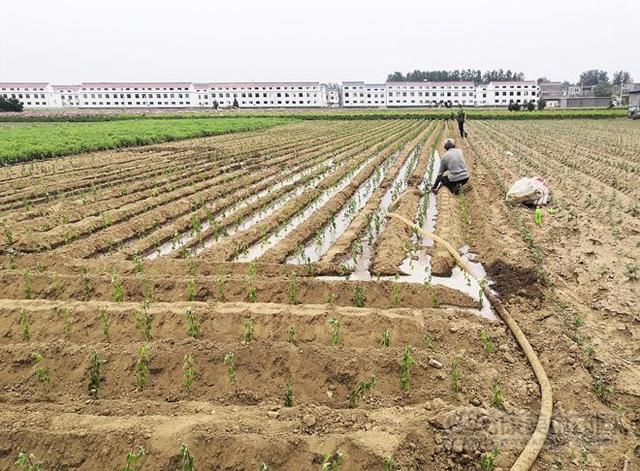 安徽亳州：菊花种植正当时