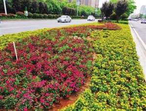 衡阳花卉苗木种植基地(四季姹紫嫣红 “醉”美在雁城 衡阳悄然变身花园城市)