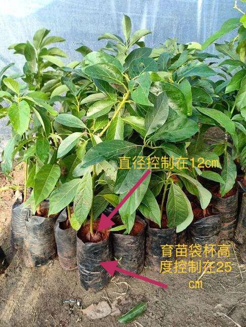 牛油果育苗难度大？主要由4种原因造成，需要掌握这5个育苗步骤