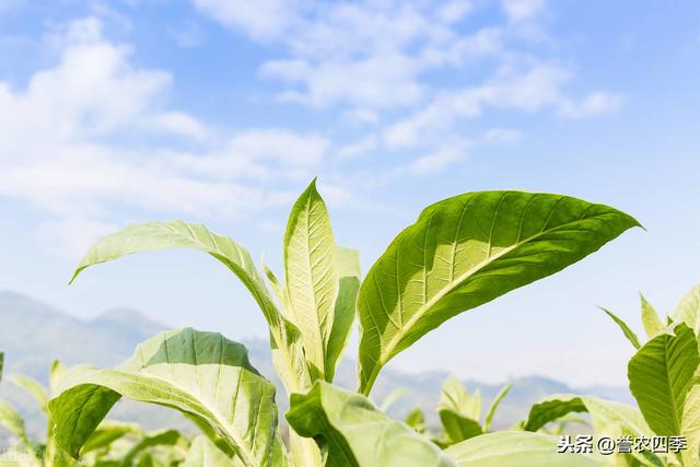 烟草种植制度及其技术，吸烟的都可以了解下，烟草如何种