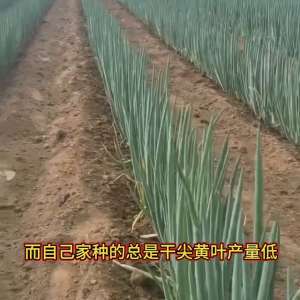 菲菜种植技术视频(种大葱的老乡，记住这个方法，大葱亩产过万斤@抖音短视频)