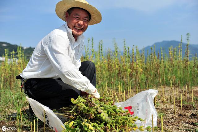 种芝麻，由于自然条件和栽培制度的不同，播种期差别很大