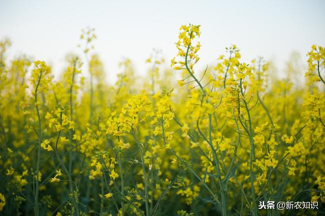 油菜种植，这六个要点，种植户们一定要知道！不妨来看看