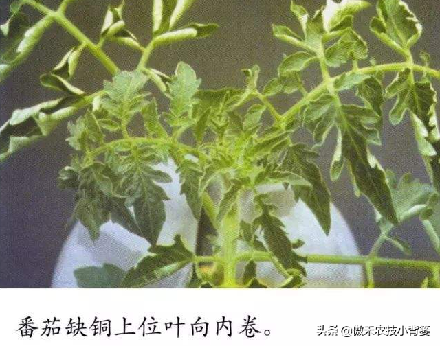 植物生长过程中出现这样不良表现，及时补充微肥就能解决了