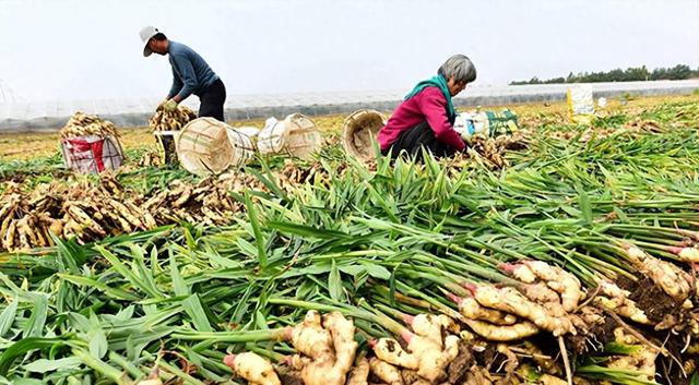 在国外泛滥，中国却在大量种植，国外每年花50亿元难消灭？