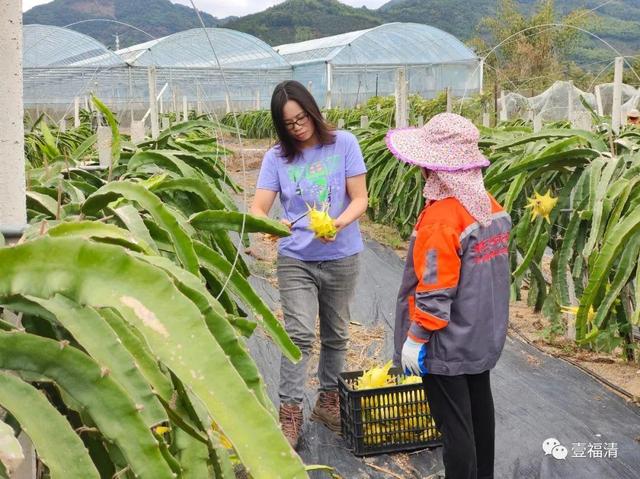 甜！福清这种水果又双叒到丰收季