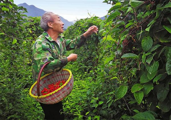 如何种植仿野生五味子种植？想知道怎么种植的吗？