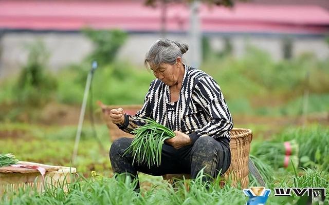 蔬菜之乡：打造强势产业，开启新时代