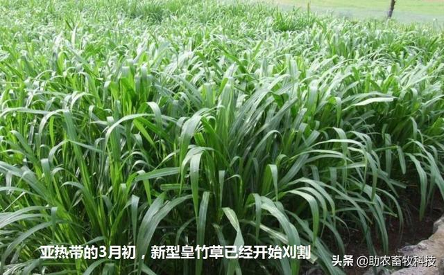 南方草鱼养殖种植什么牧草好？实用操作技术值得你收藏