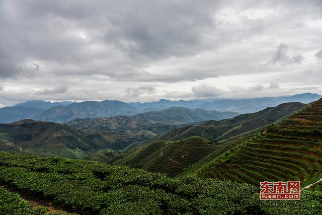 安溪祥华新寨村：大山深处茶飘香