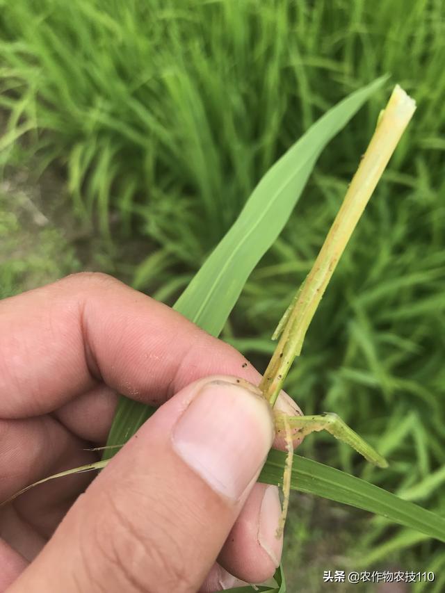 史上最实用、最接地气的水稻高产种植技术（种植大户看了不后悔）