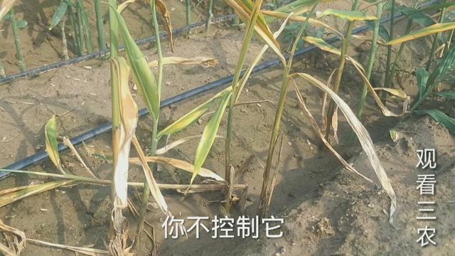 2021年种植大姜，烂脖子病很头疼究竟该怎么办？不能乱用药白花钱