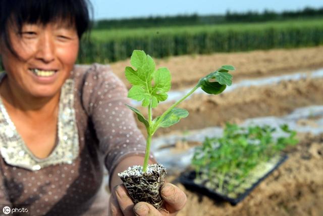 西瓜的种植要做到“五要四不要”，种植户需掌握技巧