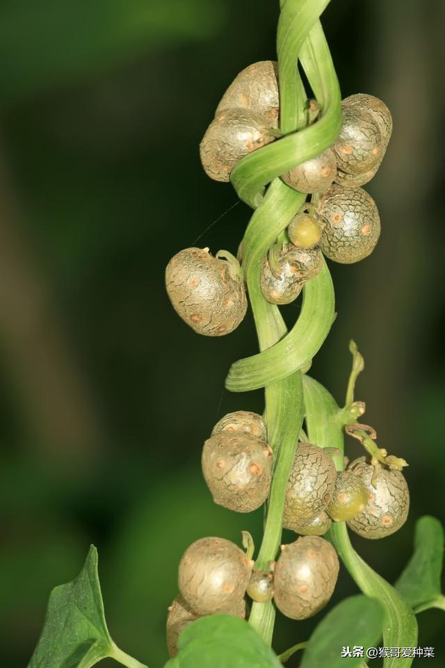 长山药种植，掌握这3步，高产高质不是问题