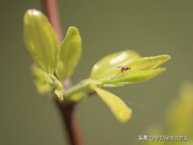 枣树刚发芽就出现枣瘿蚊，这要怎么防治