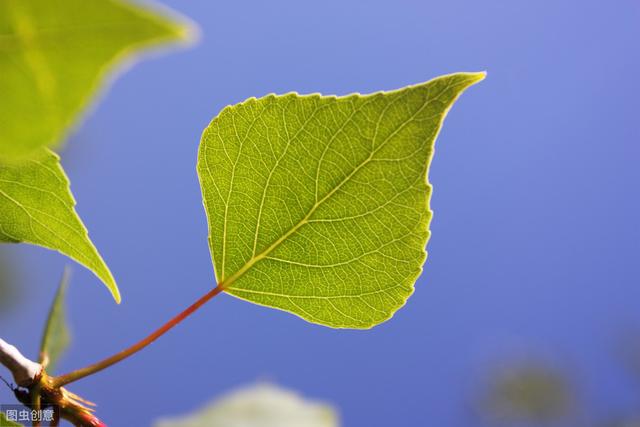 杨树种植栽培技术及病虫害防治措施，促进杨树更好更快的健康生长