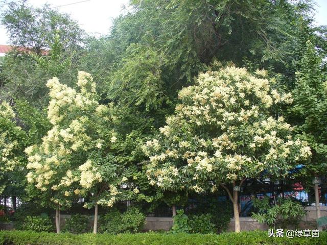 大叶女贞，终年常绿，花开香气四溢，是一种常见的绿化树种