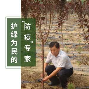 107杨树苗种植技术(护绿为民的“防疫”专家)