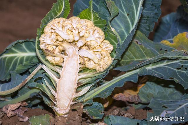 花椰菜春秋季高产栽培技术，谨记这几点，不高产都难