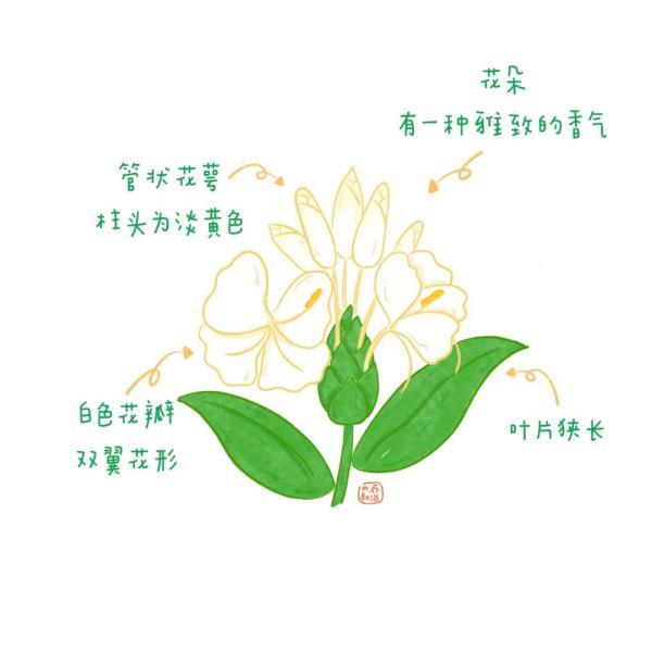 不认识花草？这份花草图鉴收好