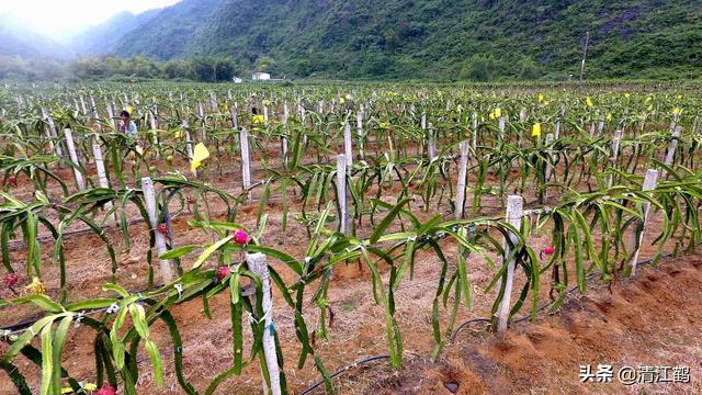 把控4个关键环节，火龙果“南果北种”一点儿也不难