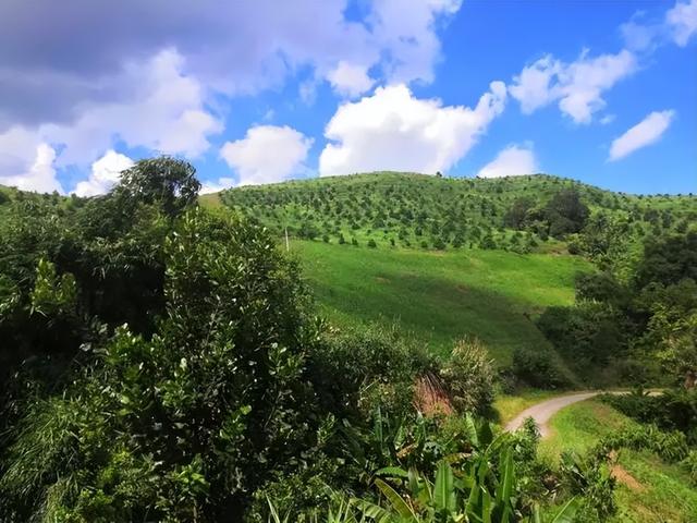 沉香人工栽培的技术要点，与造林存活率和沉香结香量之间的关系