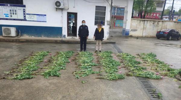 罂粟不是“特效药”，非法种植触犯法律